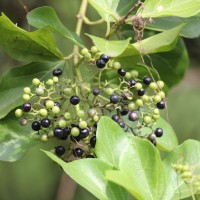 Premna serratifolia L.